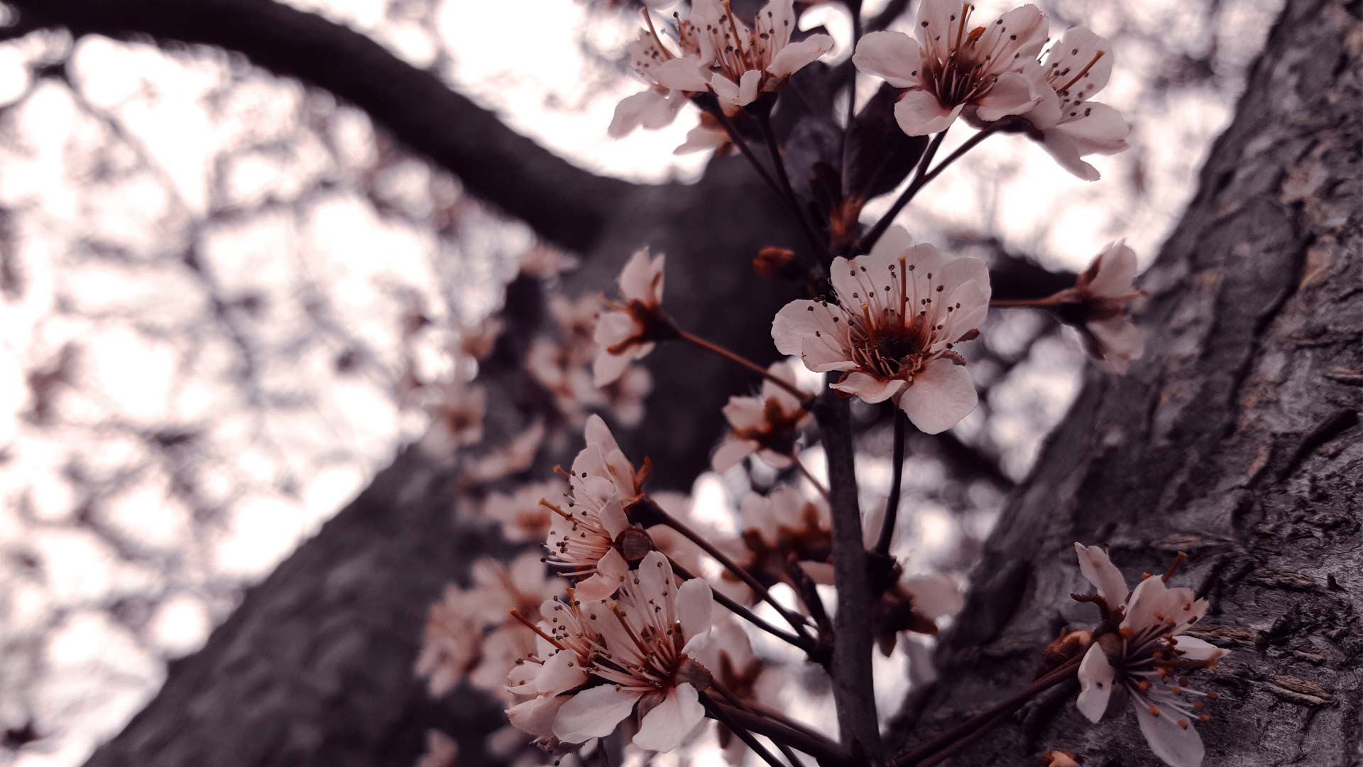 prestagionale_2018_bg